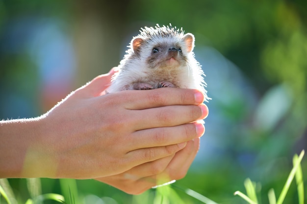 Human hands holding little african hedgehog pet outdoors on summer day. Keeping domestic animals and caring for pets concept.