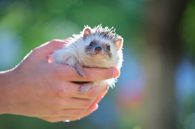 Human hands holding little african hedgehog pet outdoors on\
summer day. keeping domestic animals and caring for pets\
concept.