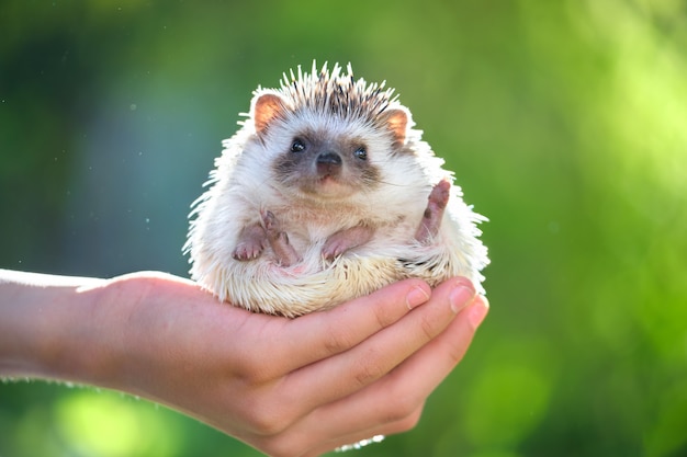 Human hands holding little african hedgehog pet outdoors on summer day. Keeping domestic animals and caring for pets concept.