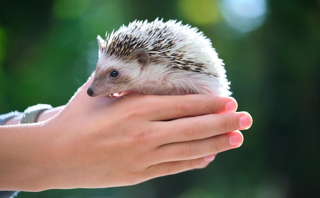 Human hands holding little african hedgehog pet outdoors on summer day Keeping domestic animals and caring for pets concept