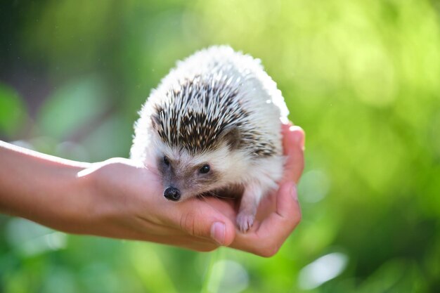 夏の日に屋外で小さなアフリカのハリネズミペットを保持している人間の手家畜の飼育とペットの世話の概念