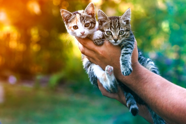 Human hands holding pretty little kittens