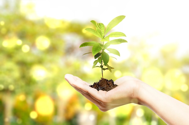 その上に成長する植物と土壌を保持している人間の手。