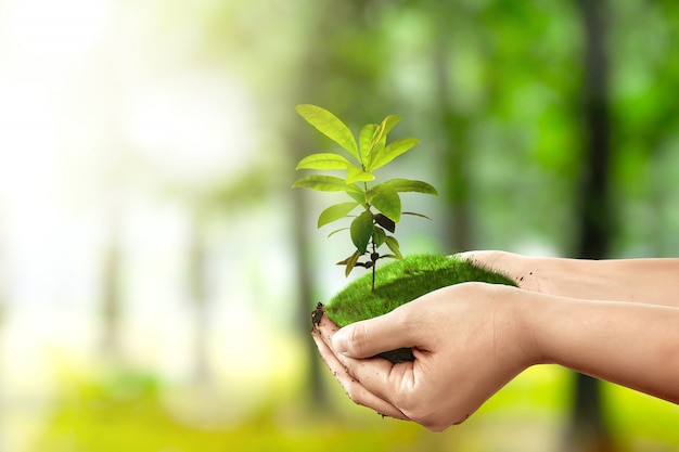 Human hands holding soil with growing plants