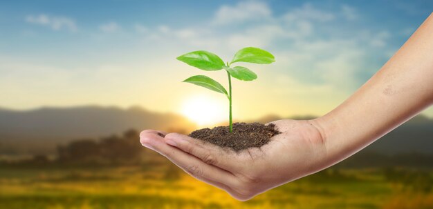 Human hands holding sprout young plant.environment Earth Day In hands of trees growing seedlings