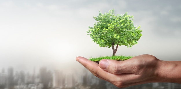 Human hands holding sprout young plant.environment Earth Day In the hands of trees growing seedlings