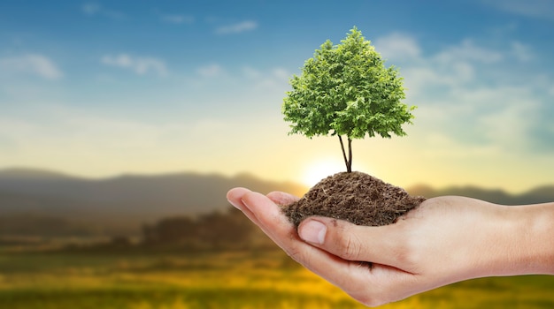 Human hands holding sprout young plant