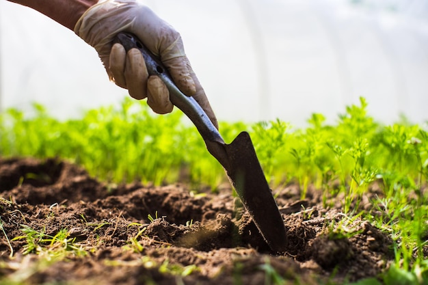 Human hands plant an agricultural seedling in the garden Cultivated land close up Gardening concept Agriculture plants growing in bed row