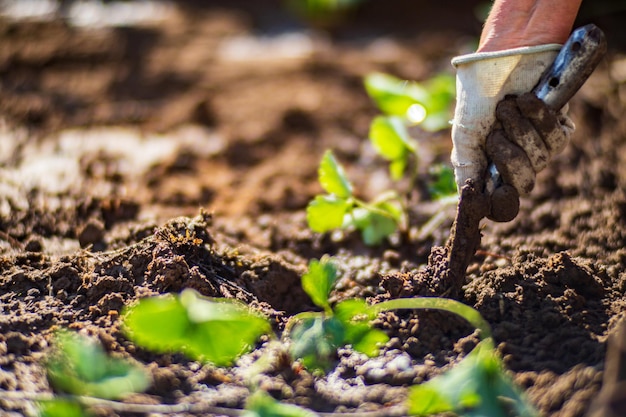 Human hands plant an agricultural seedling in the garden Cultivated land close up Gardening concept Agriculture plants growing in bed row