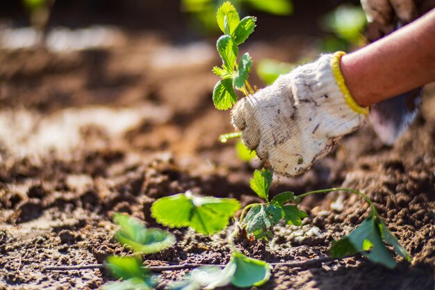 Human hands plant an agricultural seedling in the garden Cultivated land close up Gardening concept Agriculture plants growing in bed row