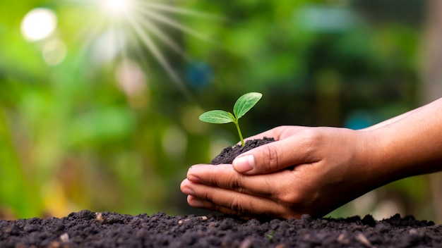 Human hands planting seedlings or trees in the soil Earth Day and global warming campaign.