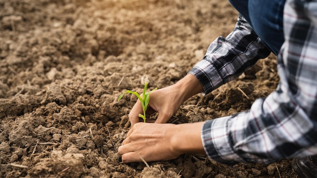 Human Hands Planting Young Green Plants