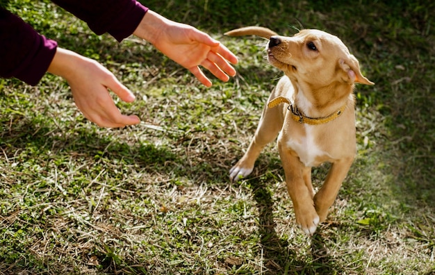 人間の手が小さな子犬に手を伸ばします。子犬は緑の芝生で飼い主と遊んでいます。