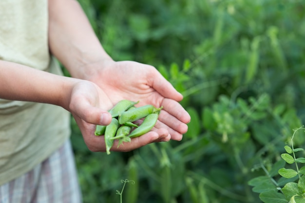 Le mani umane mostrano i piselli freschi dei baccelli nel giardino