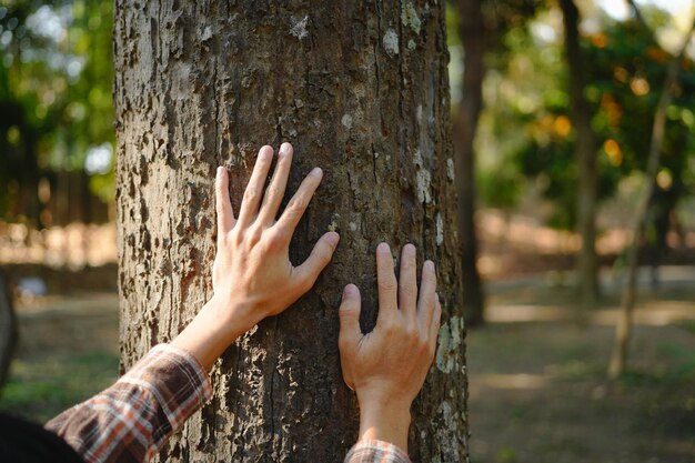 Foto mani umane che toccano un albero abbracciano un albero o proteggono l'ambiente