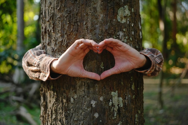 Foto mani umane che toccano un albero abbracciano un albero o proteggono l'ambiente