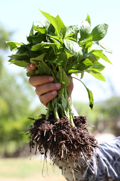 Human hands and young plant