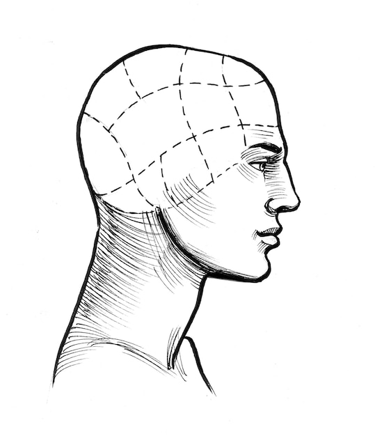 Фото Анатомия головы человека. тушь черно-белый рисунок