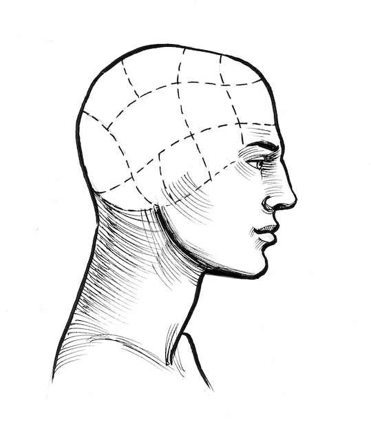 Photo human head anatomy. ink black and white drawing