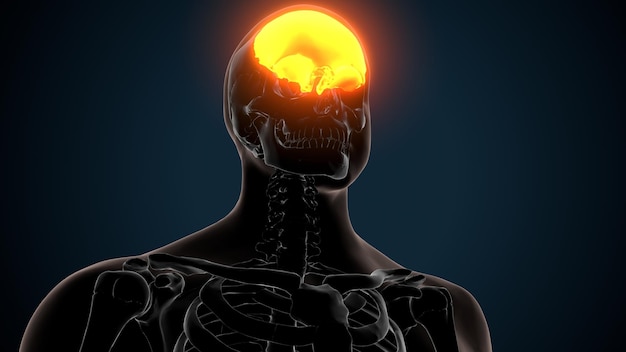 a human head with a skull and the word bones on it