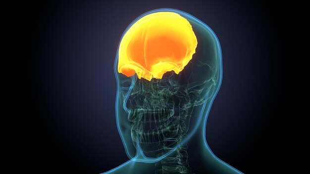 Photo a human head with a yellow brain and the brain labeled with the brain