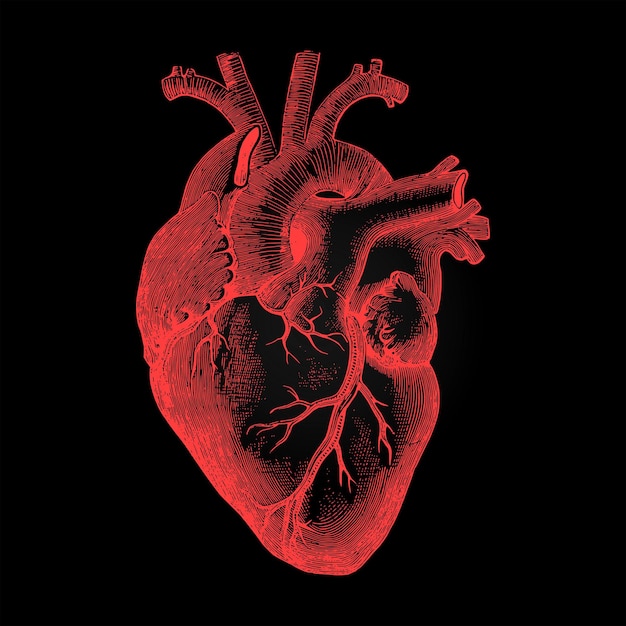 写真 暗い背景の人間の心臓の解剖学的表現