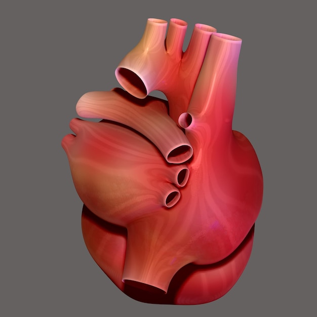 human heart anatomy 3d illustration