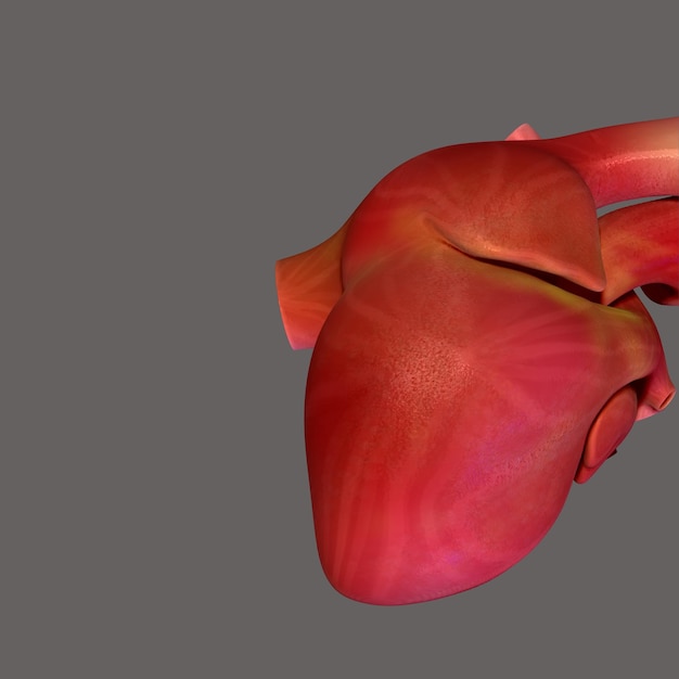 Photo human heart anatomy 3d illustration