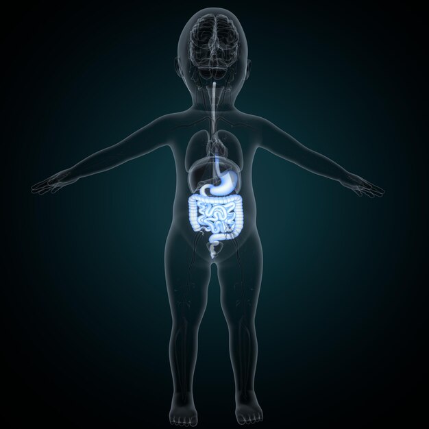 Foto anatomia del cuore umano per il concetto medico illustrazione 3d sistema respiratorio umano