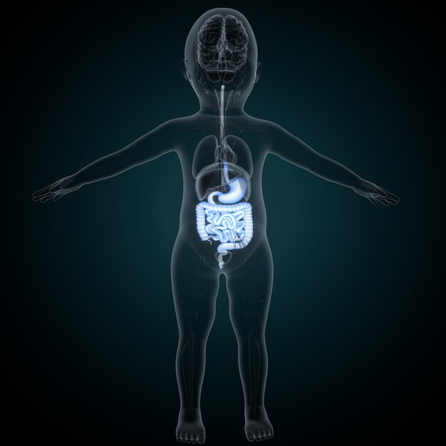 Photo human heart anatomy for medical concept 3d illustration human respiratory system