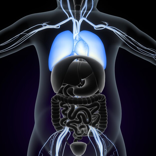 Foto anatomia del cuore umano per il concetto medico illustrazione 3d sistema respiratorio umano