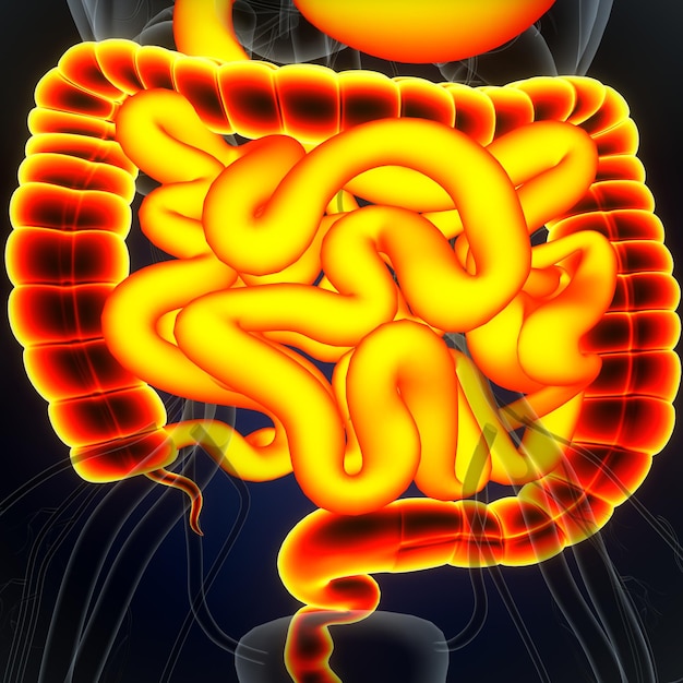 Human heart anatomy for medical concept 3d illustration human respiratory system