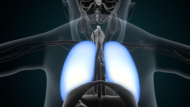 Human Heart Anatomy For Medical Concept 3D Illustration Human Respiratory System