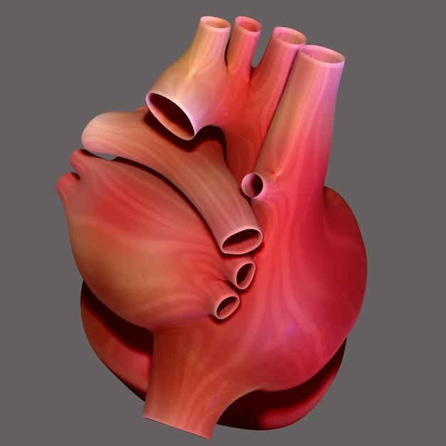 human heart anatomy for medical concept 3d illustration