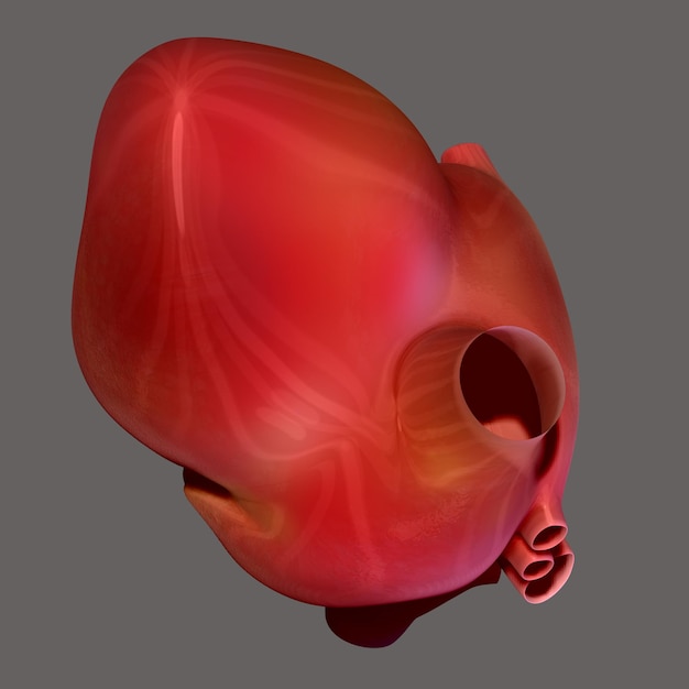 Human heart anatomy for medical concept 3D illustration