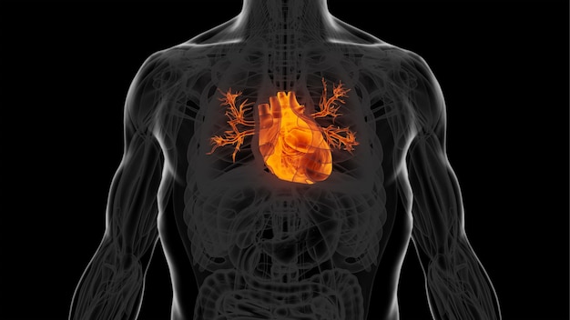 Foto illustrazione 3d del diagramma del cuore umano