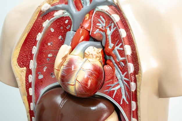 Photo human heart system model anatomy for medical training course teaching medicine education