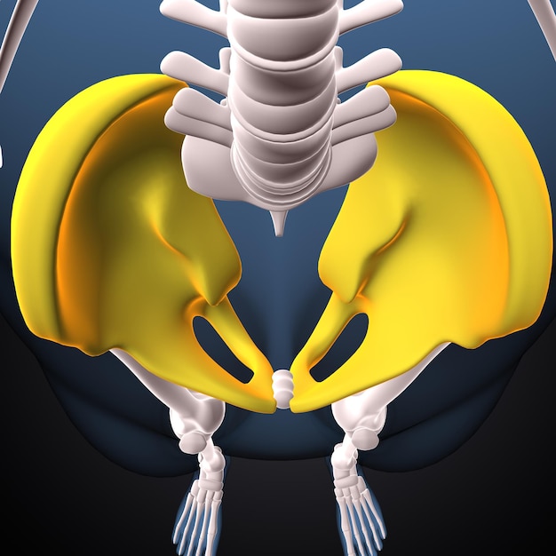 Foto anatomia dell'ippelvo umano 3d render