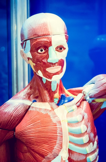 Human internal organs dummy training dummy detail of the uscular system healthcare concept human