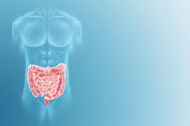 human internal organs intestine on the background of human silhouette anatomy medicine