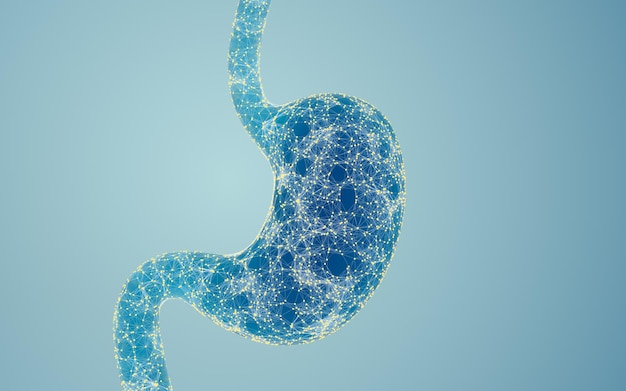 Human Internal Stomach with digital lines 3d rendering