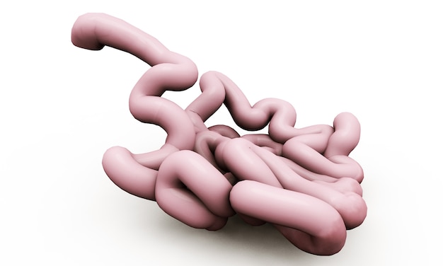 Illustrazione di anatomia dell'intestino umano. rendering 3d