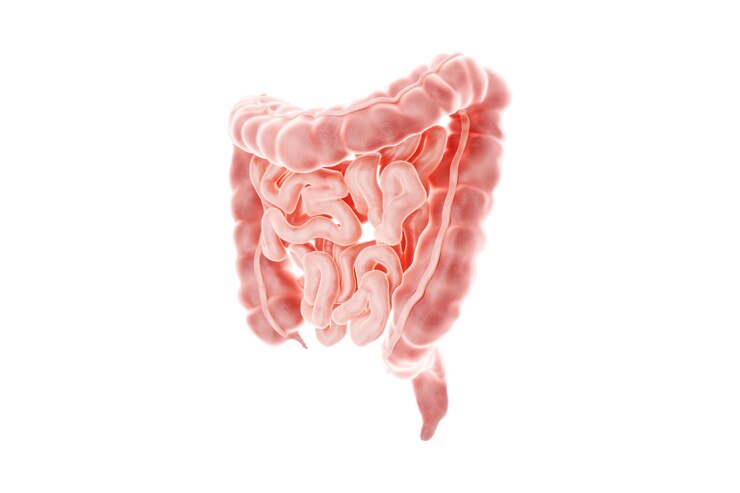 Photo human intestine isolated on white background anatomy concept of health care medicine biology