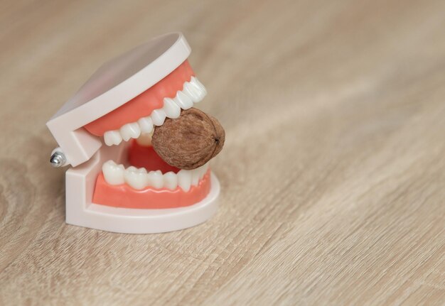 写真 木製のテーブルの上にある歯に核桃を入れた人間の<unk>のモデル