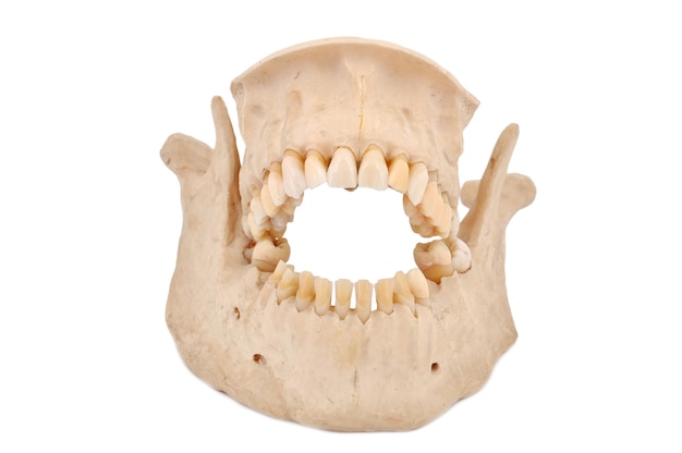 Human jaw