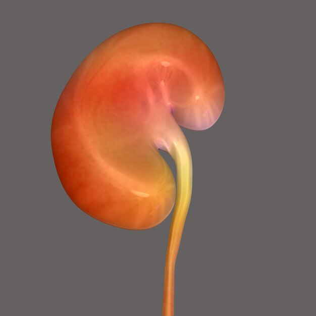 Human kidney anatomy for medical concept 3D illustration