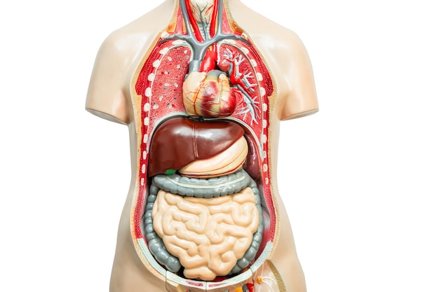 Human kidney model anatomy for medical training course teaching medicine education