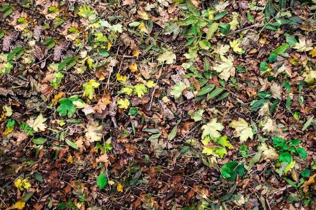 Human legs on leaves background top view