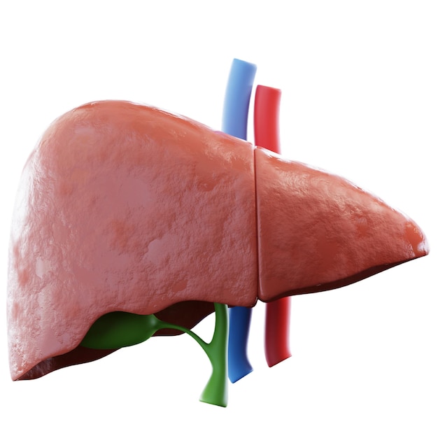 human liver anatomy