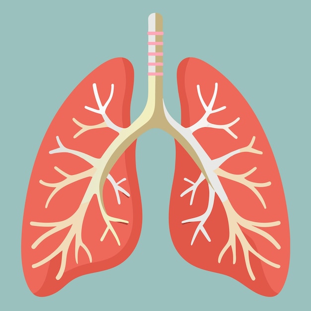 사진 의료 및 보건 디자인을 위한 인간의 폐